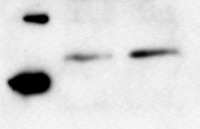 LHCR4 | Protein fucoxanthin chlorophyll a/c protein in the group Antibodies Plant/Algal / Photosynthesis / LHC at Agrisera AB (Antibodies for research) (AS19 4303)